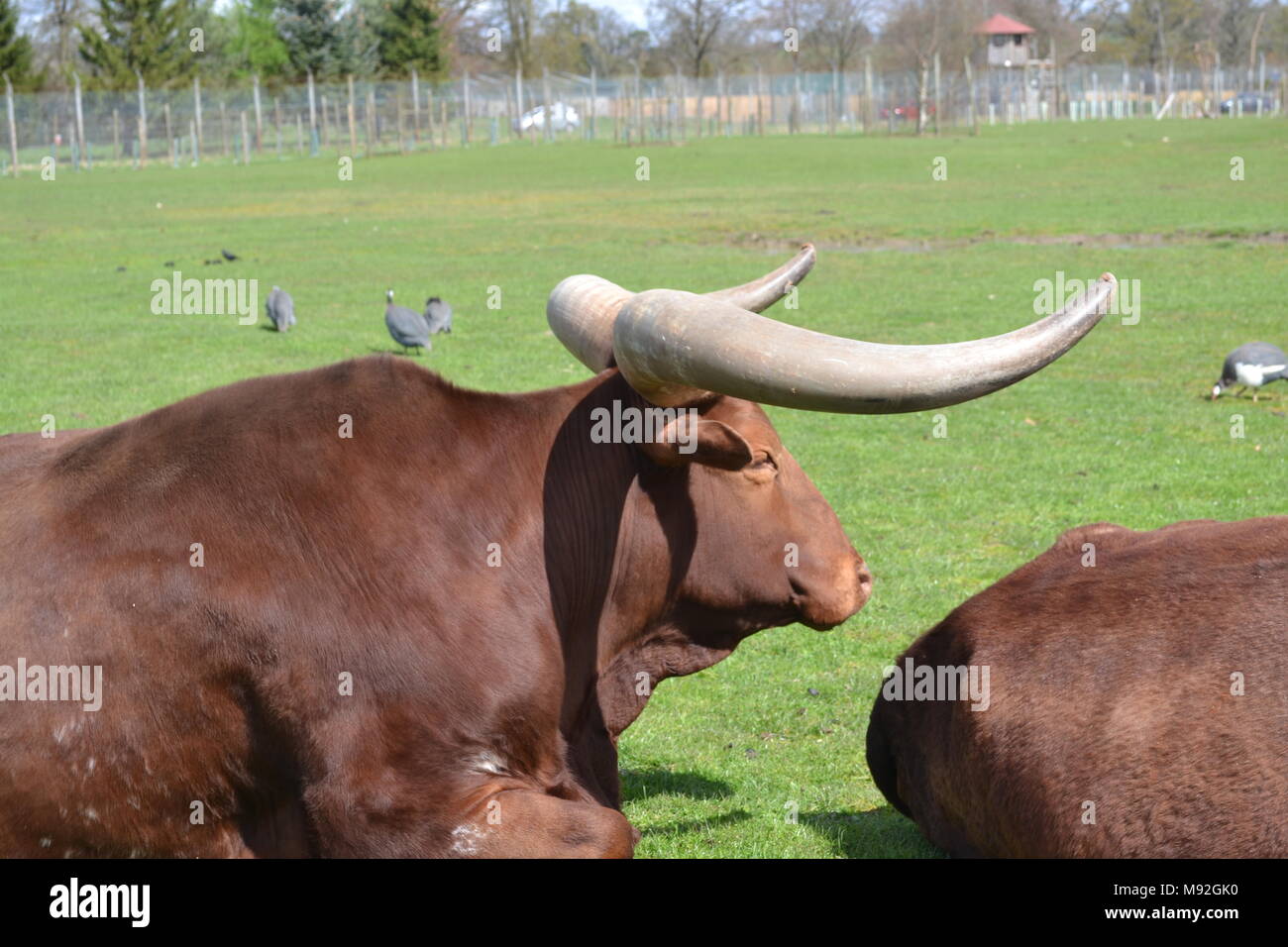 "Blair Drummond Safari Park ''Safari' cotland Park in der Nähe von Doune". Stockfoto