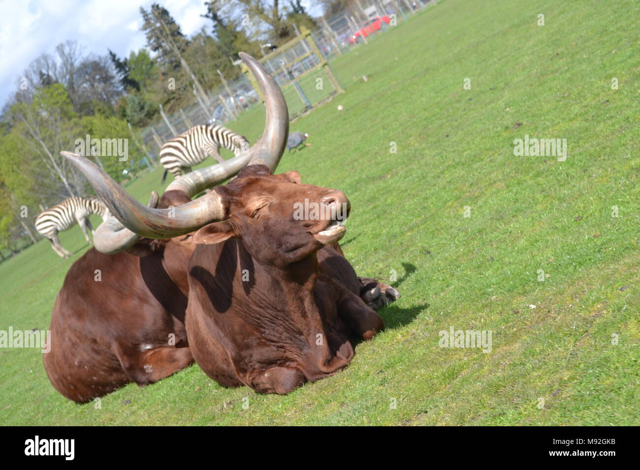 "Blair Drummond Safari Park ''Safari' cotland Park in der Nähe von Doune". Stockfoto