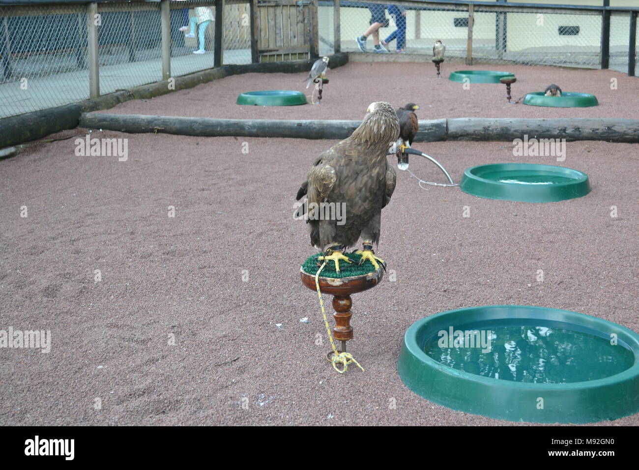 "Blair Drummond Safari Park ''Safari' cotland Park in der Nähe von Doune". Stockfoto
