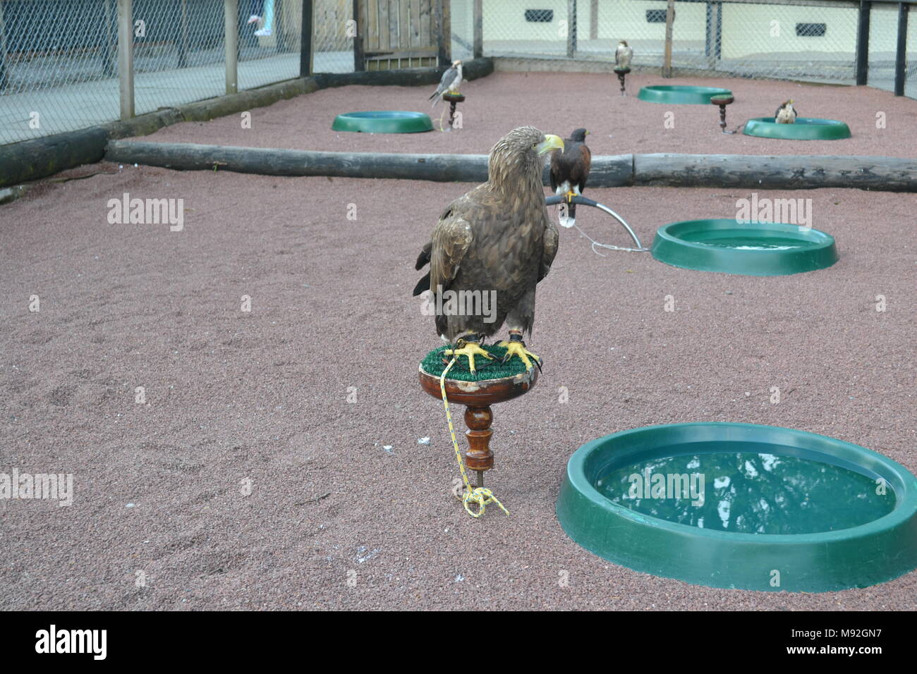 "Blair Drummond Safari Park ''Safari' cotland Park in der Nähe von Doune". Stockfoto
