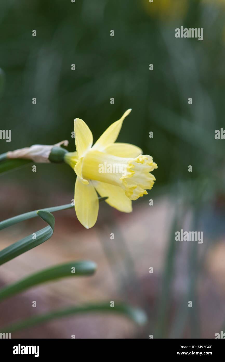 Narzisse 'Gypsy Queen'. Narzisse 'Gypsy Queen' Blüte Stockfoto