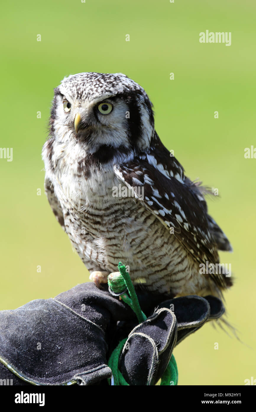 Captive Northern hawk Owl (Surnia Ulula-) sitzt auf der Hand des Falkners, Bedfordshire, Großbritannien. Stockfoto