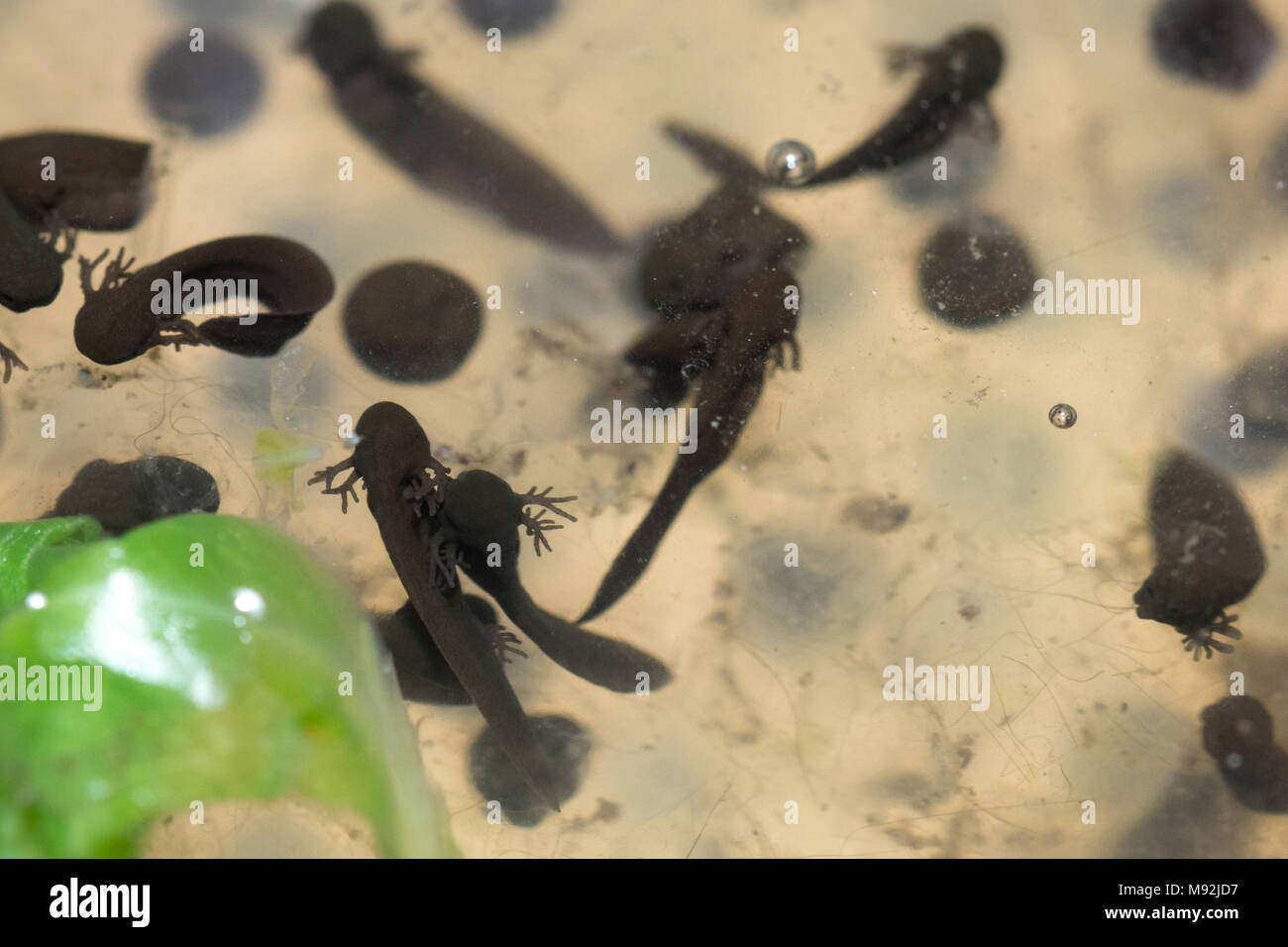 Frosch (Rana temporaria) Kaulquappen, ca. 3 Tage alt, mit externen Kiemen und frogspawn Stockfoto