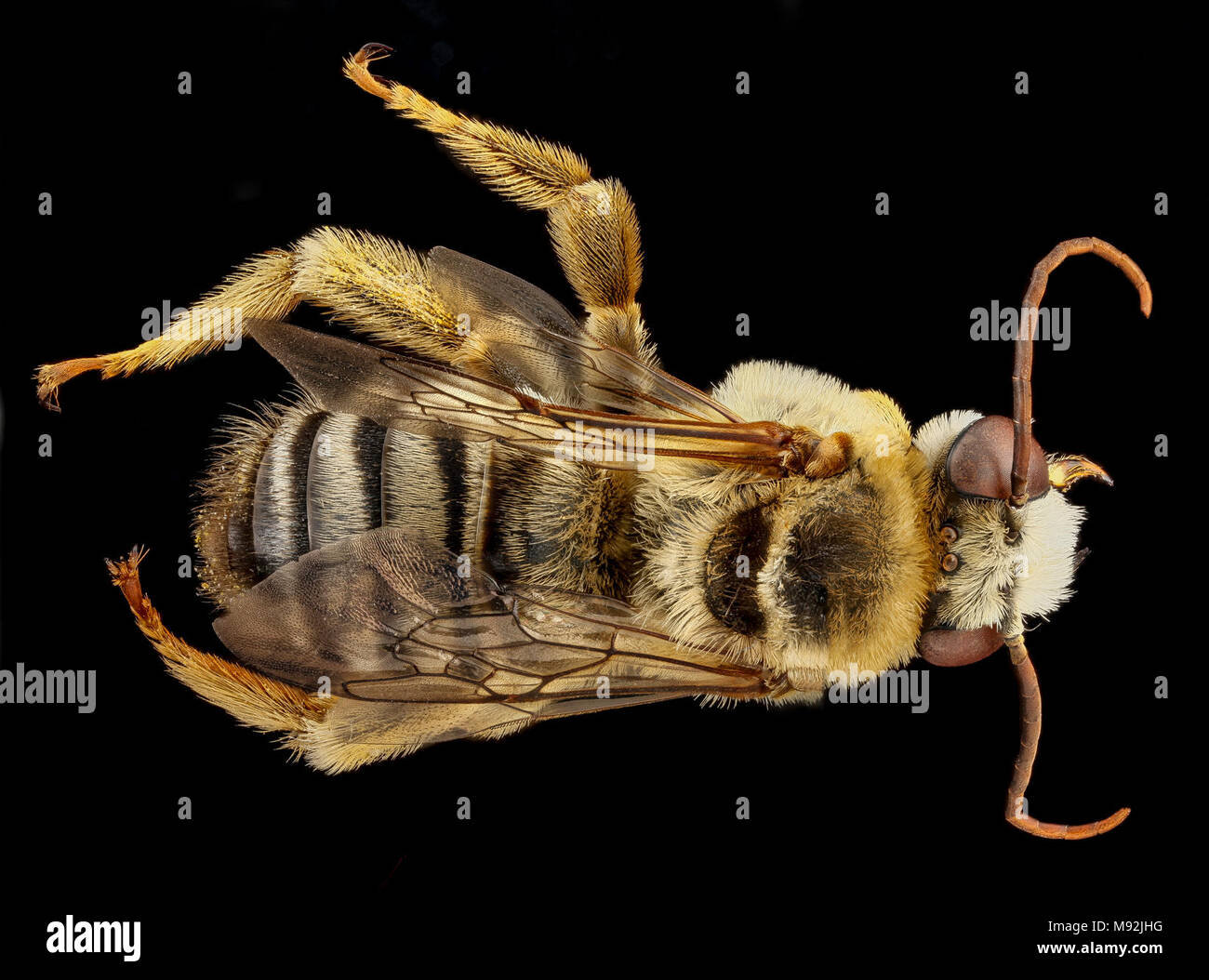 Svastra petulca, M, zurück, Nord-Carolina, Wake County Stockfoto