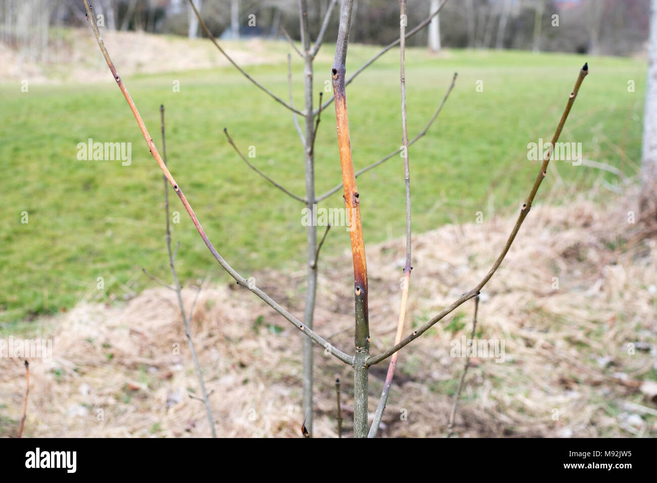 Esche sapling betroffen von chalara Ash dieback, North East England, Großbritannien Stockfoto