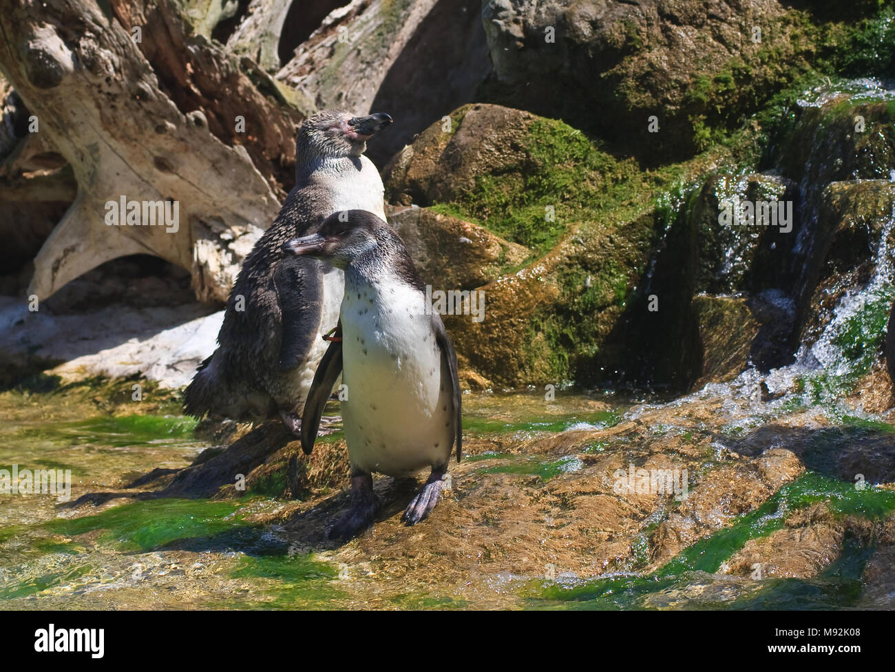 Humboldt Pinguine. Wien Zoo. Österreich Stockfoto