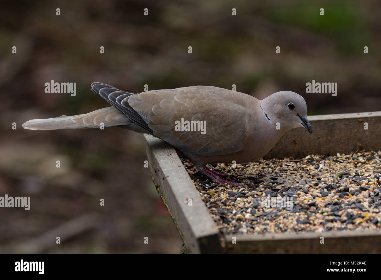 Collared Dove. Streptopelia decaocto. Einzelne Erwachsene auf bird Tabelle. West Midlands. Britische Inseln. Stockfoto