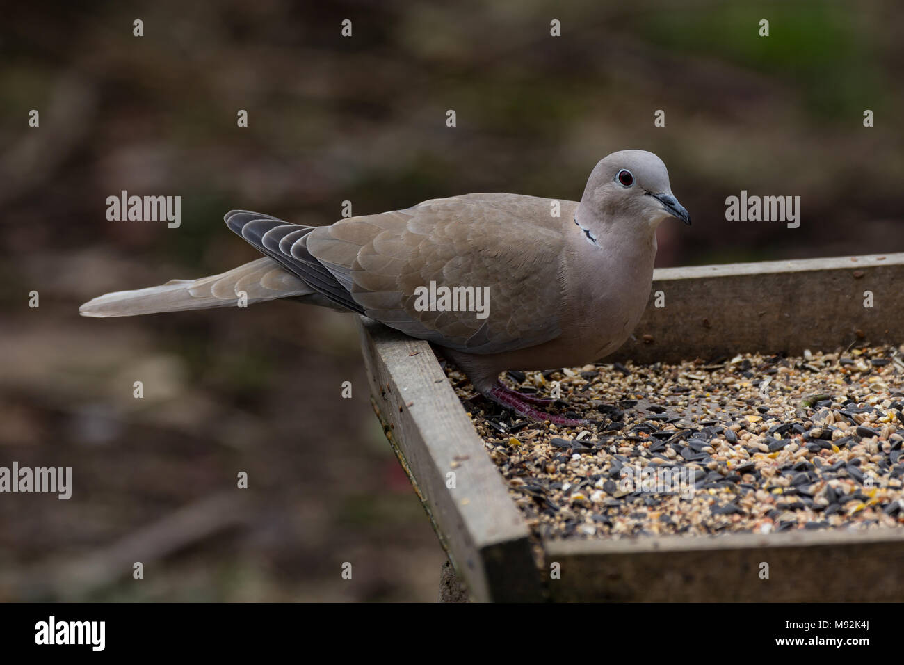 Collared Dove. Streptopelia decaocto. Einzelne Erwachsene auf bird Tabelle. West Midlands. Britische Inseln. Stockfoto