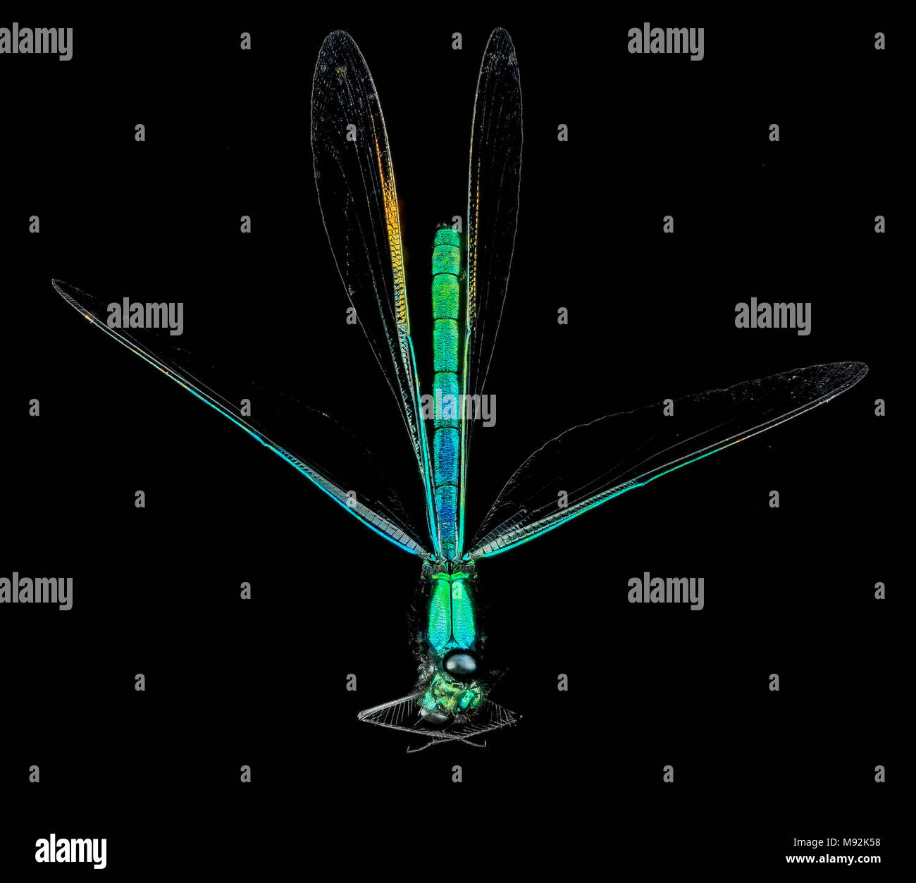 Ebenholz Jewelwing Damselfly, U, Körper 1, PG County, Maryland Stockfoto