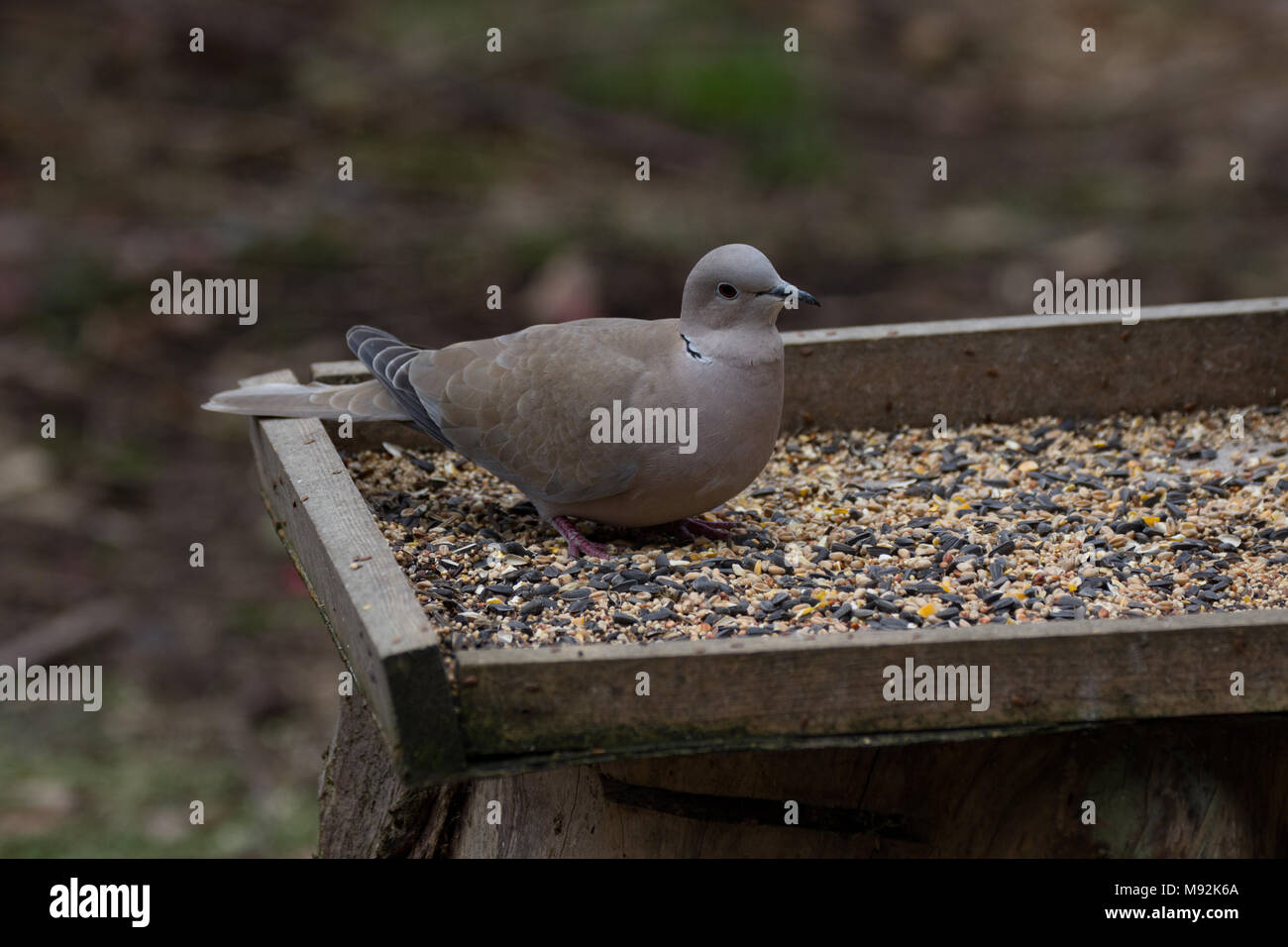 Collared Dove. Streptopelia decaocto. Einzelne Erwachsene auf bird Tabelle. West Midlands. Britische Inseln. Stockfoto