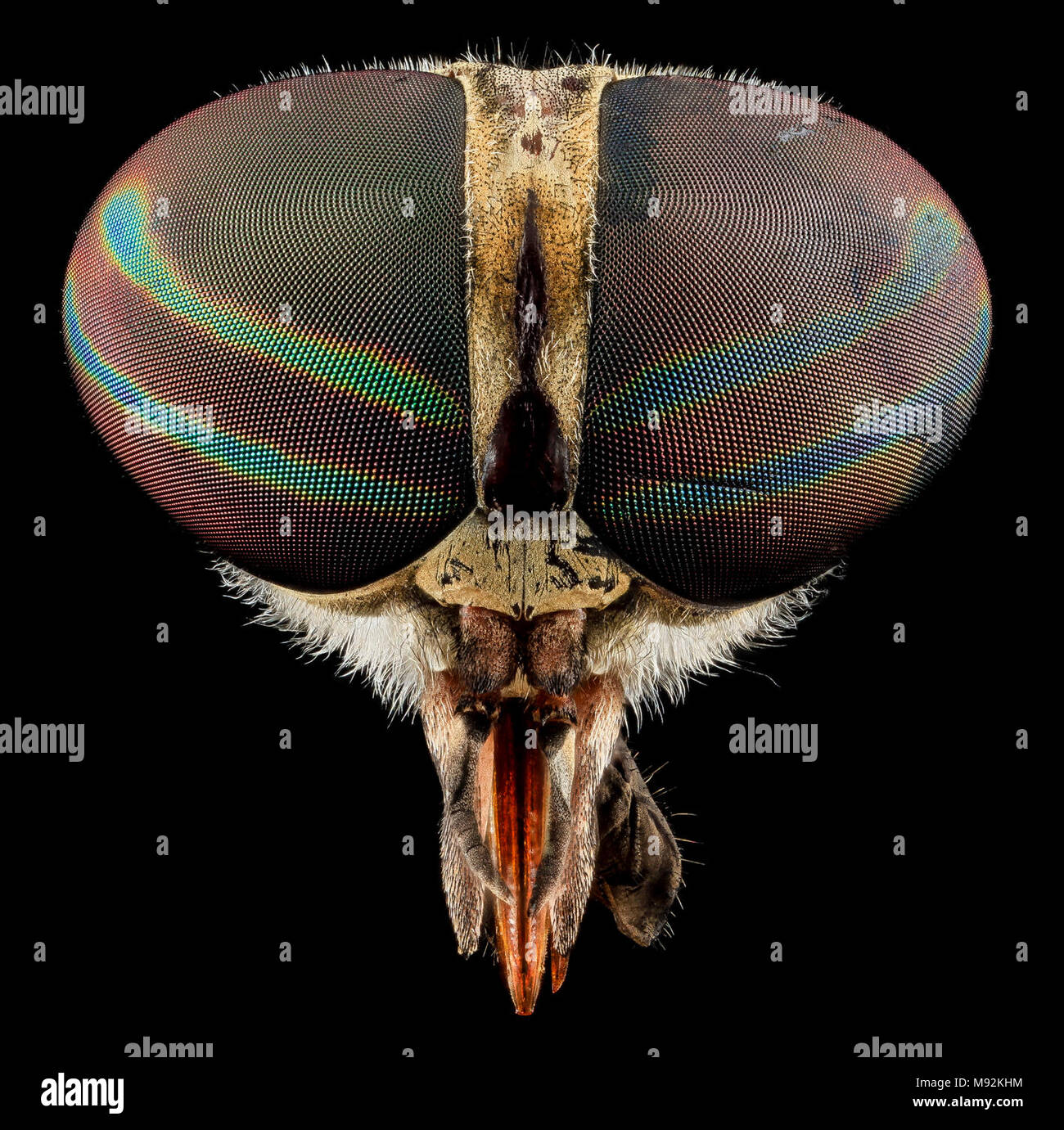Tabanus Fliegen, U, Gesicht Stockfotografie Alamy