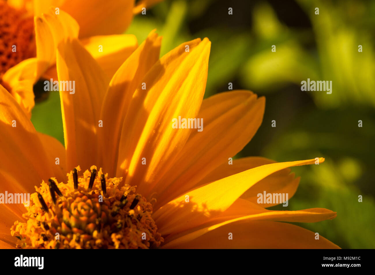 Blumenstrauß aus leuchtend gelben Blumen Heliopsis helianthoides Stockfoto