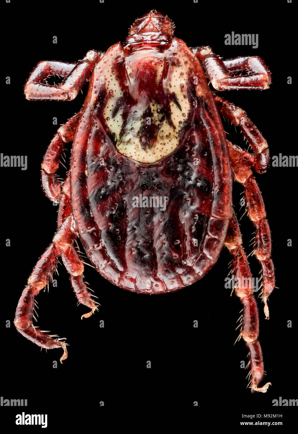 Dermacentor variabilis, U, Zurück, MD, Beltsville Stockfoto