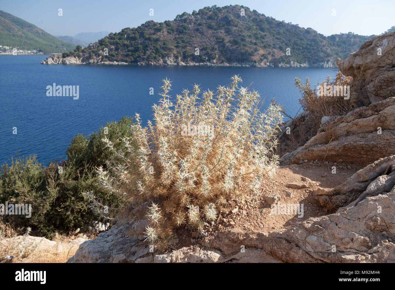 Die Stachelige Pflanze an den Ufern des Mittelmeers Stockfoto