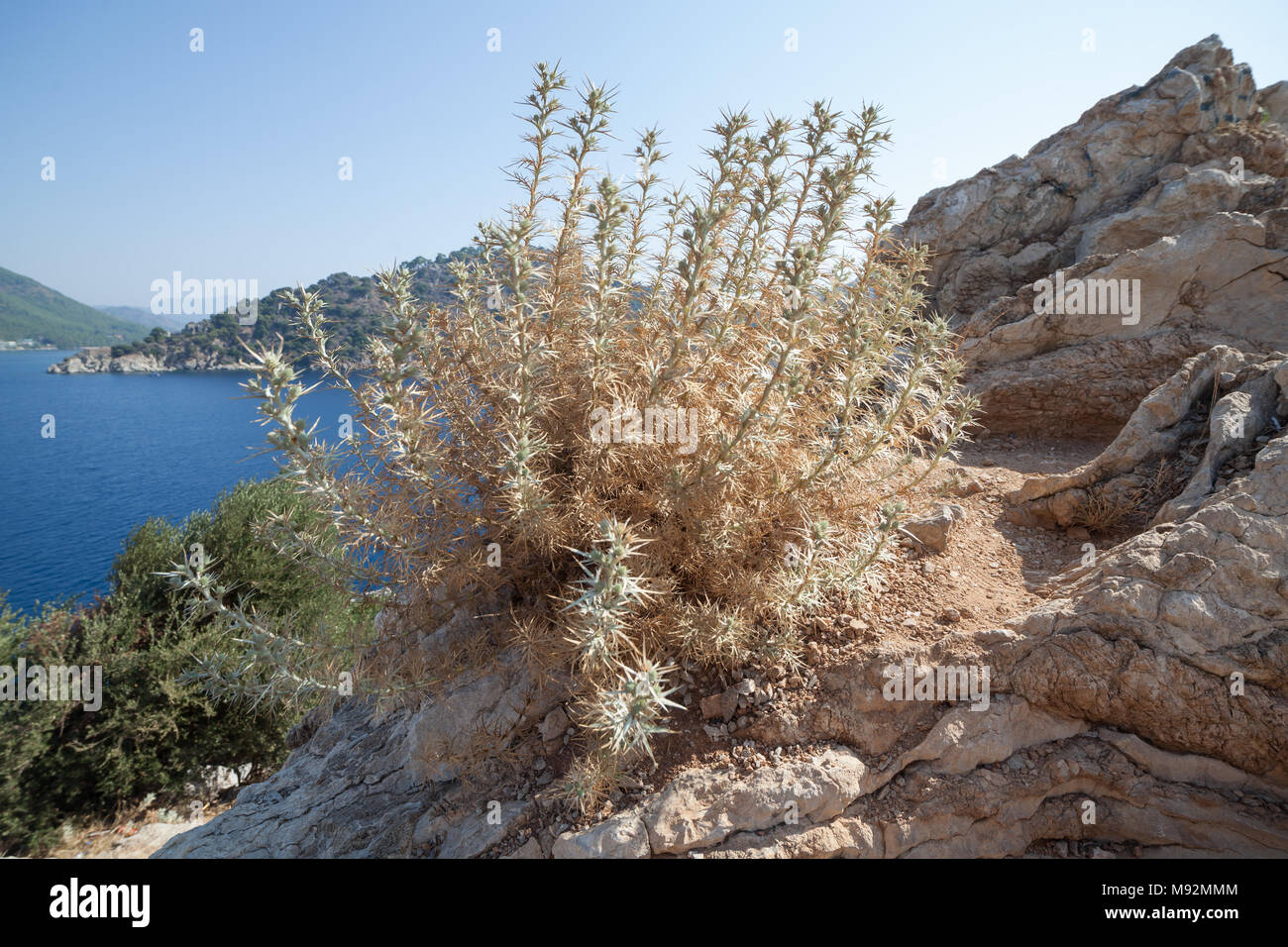Die Stachelige Pflanze an den Ufern des Mittelmeers Stockfoto