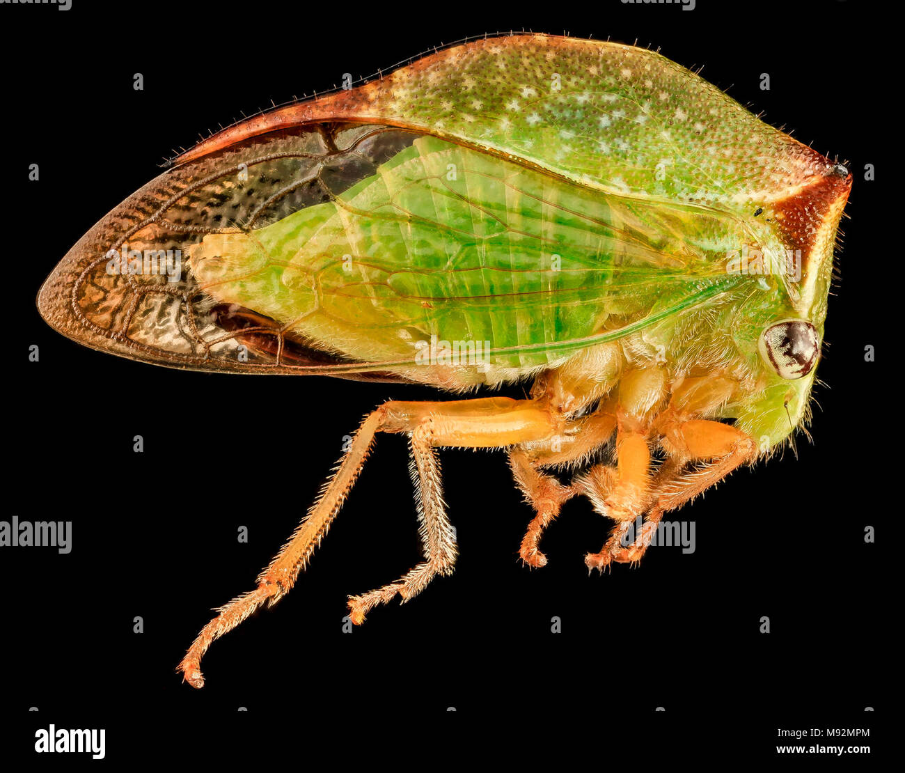 Buffalo treehopper -Fotos und -Bildmaterial in hoher Auflösung – Alamy
