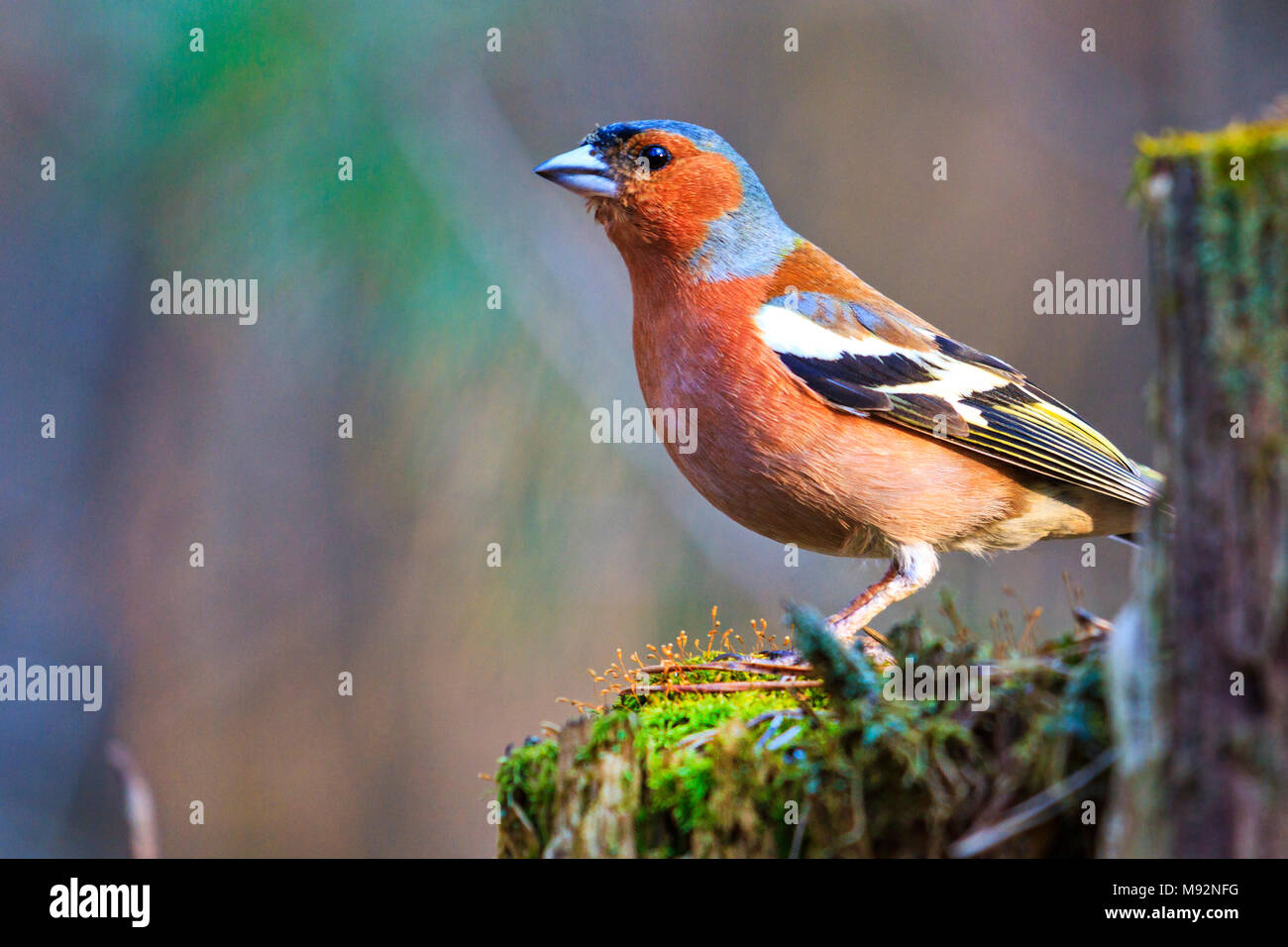 Schönen Wald Vogel sitzt auf einem Baumstumpf Stockfoto