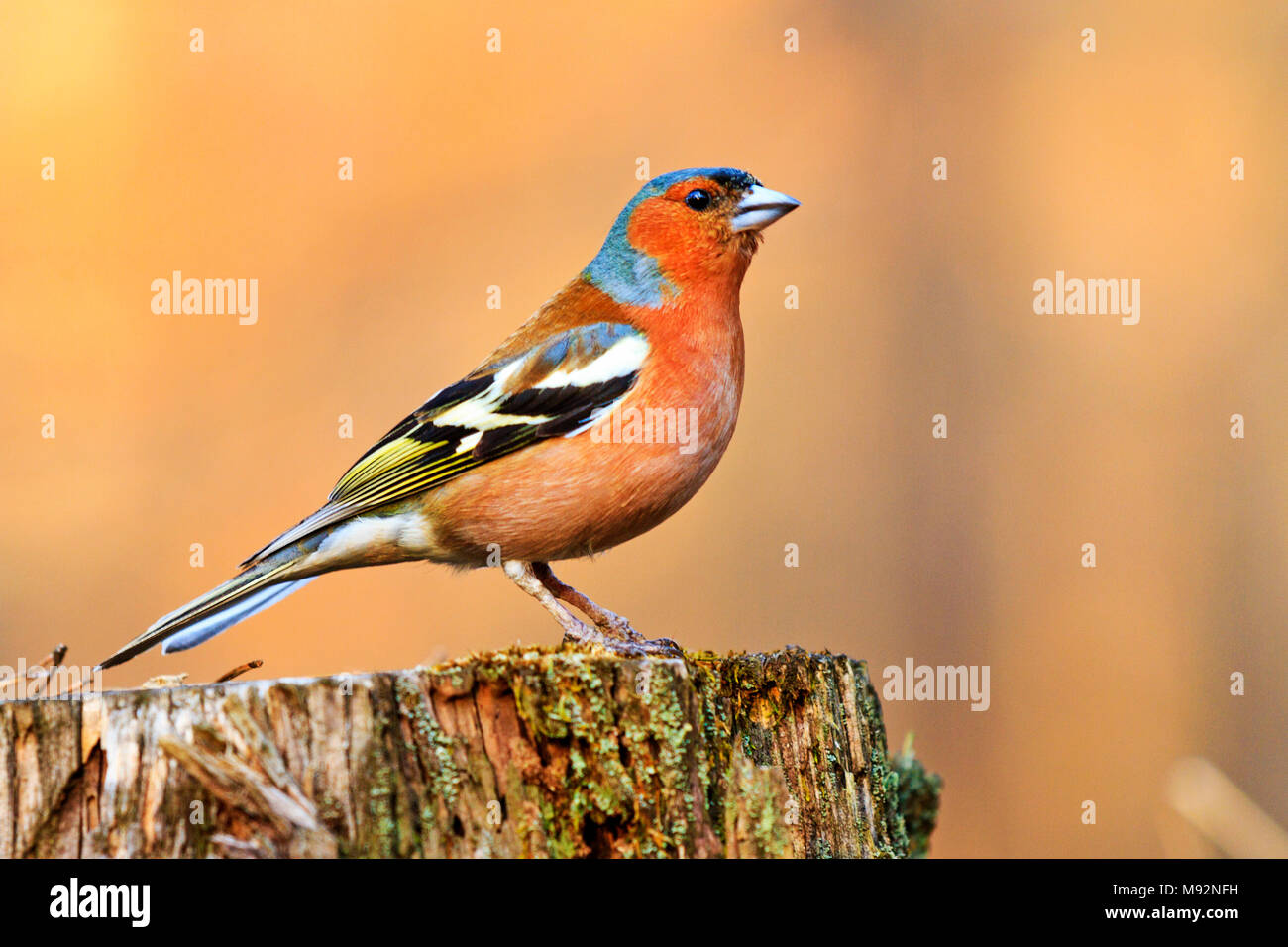 Schönen Gesang Vogel sitzt auf einem Baumstumpf im Frühjahr Wald Stockfoto