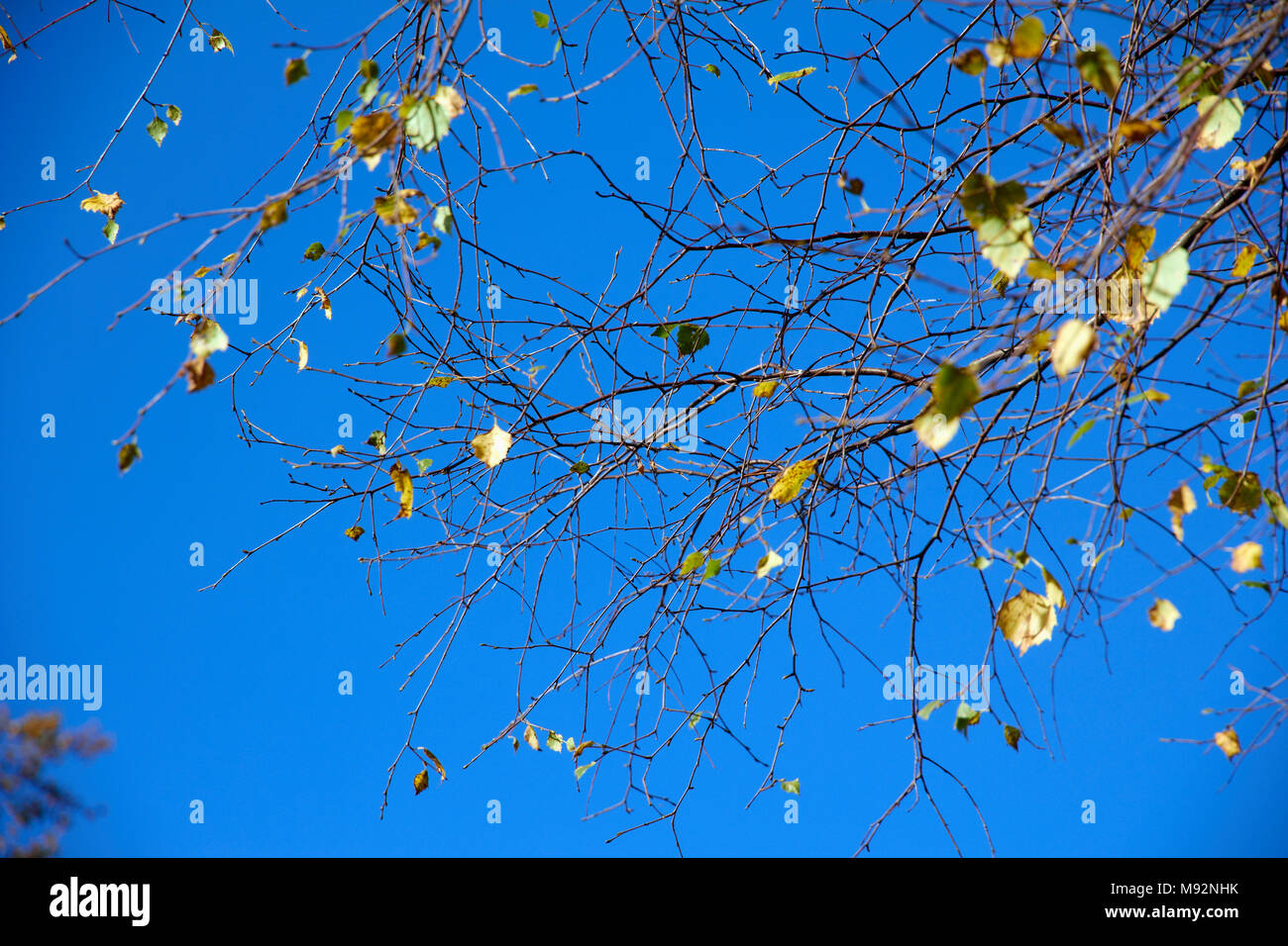 Herbst Pflanzen, Gräser & Seedheads Stockfoto