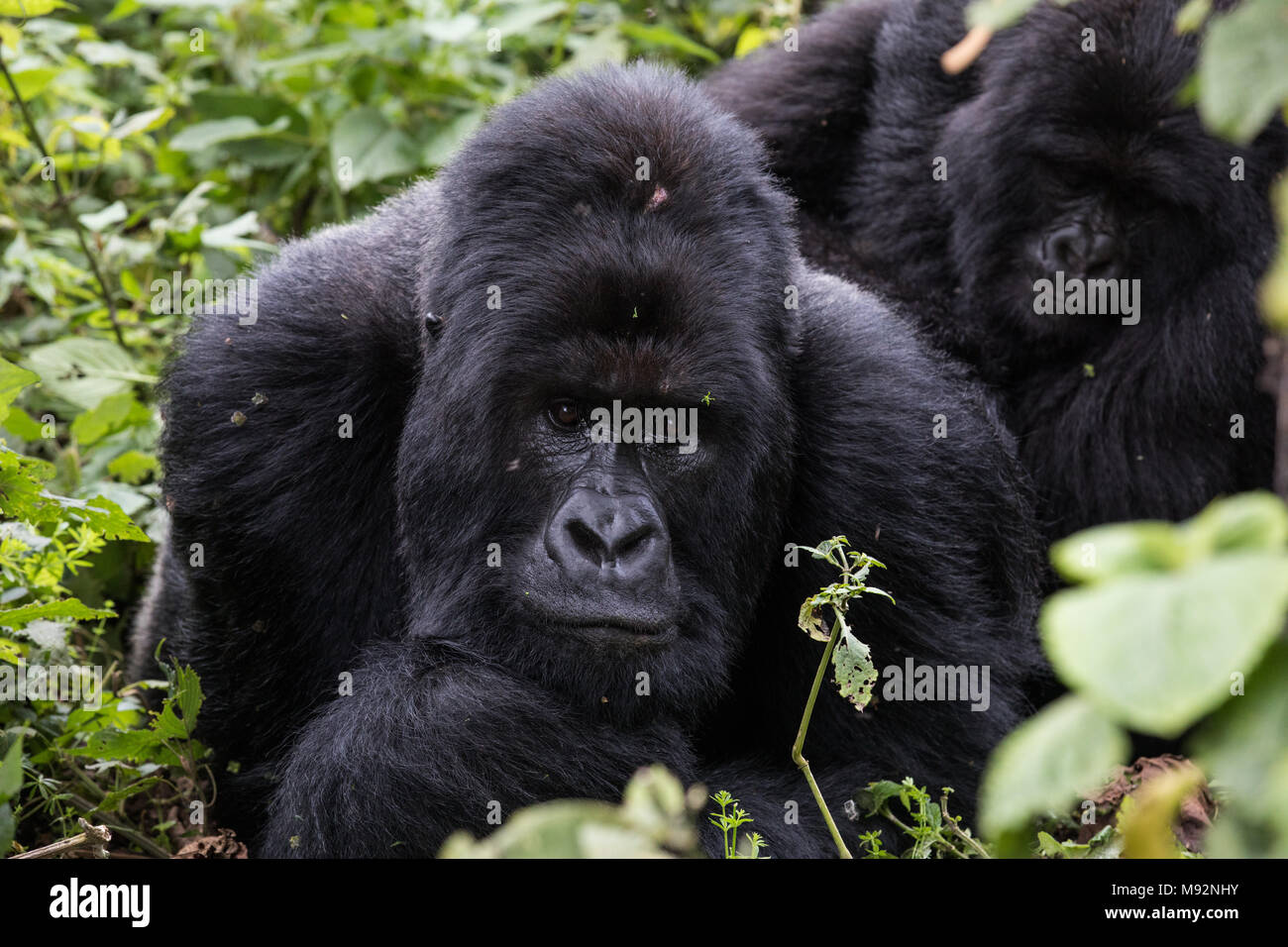 Ein dominantes silber-schwarzen Berggorillas im Virunga-Nationalpark, DER DEMOKRATISCHEN REPUBLIK KONGO. Stockfoto