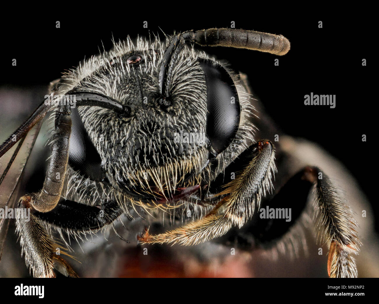 Sphecodes Arten, F, Gesicht, MD, Cecil County Stockfoto