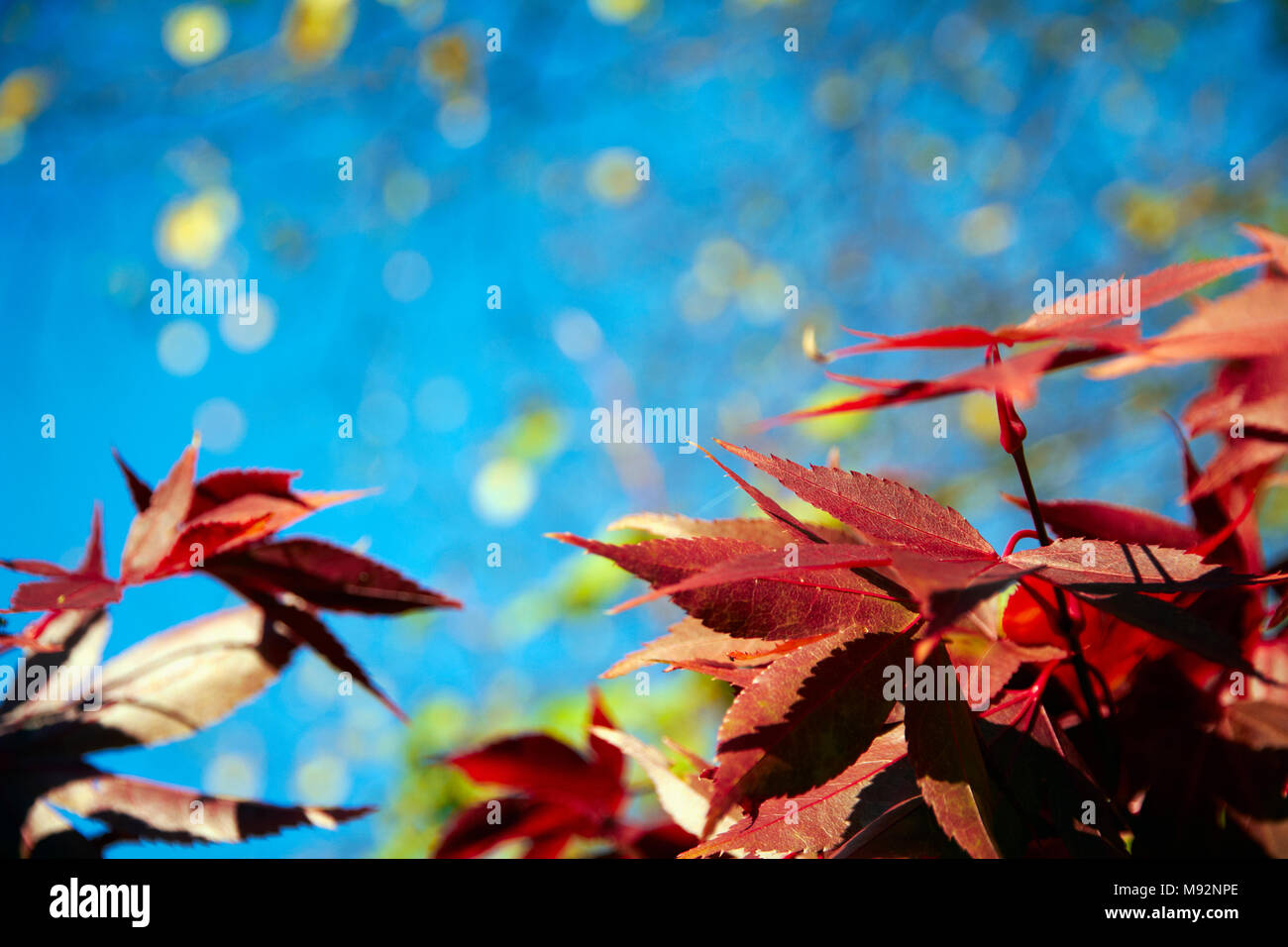 Herbst Pflanzen, Gräser & Seedheads Stockfoto
