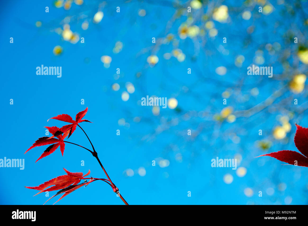 Herbst Pflanzen, Gräser & Seedheads Stockfoto
