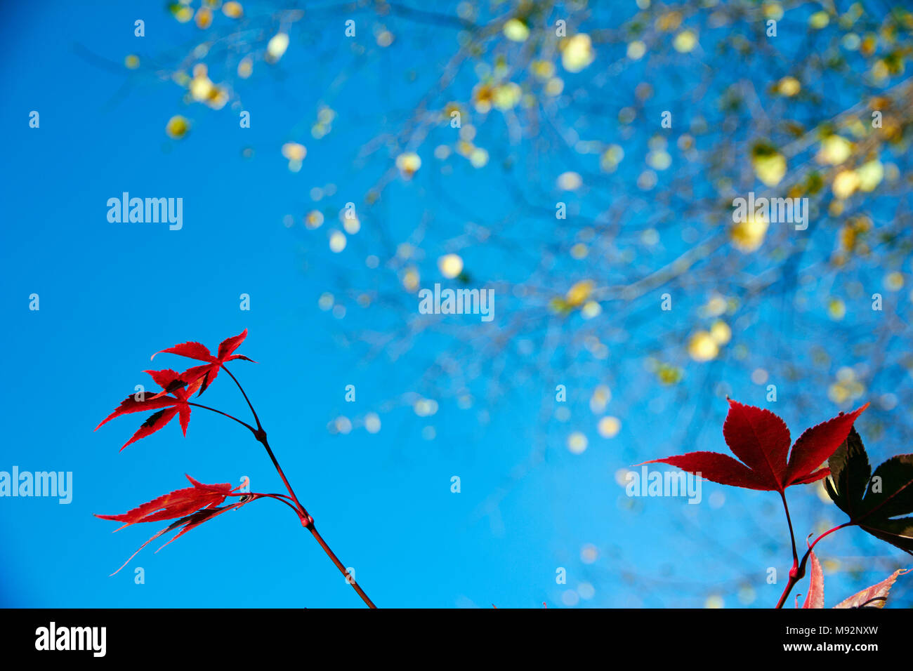 Herbst Pflanzen, Gräser & Seedheads Stockfoto
