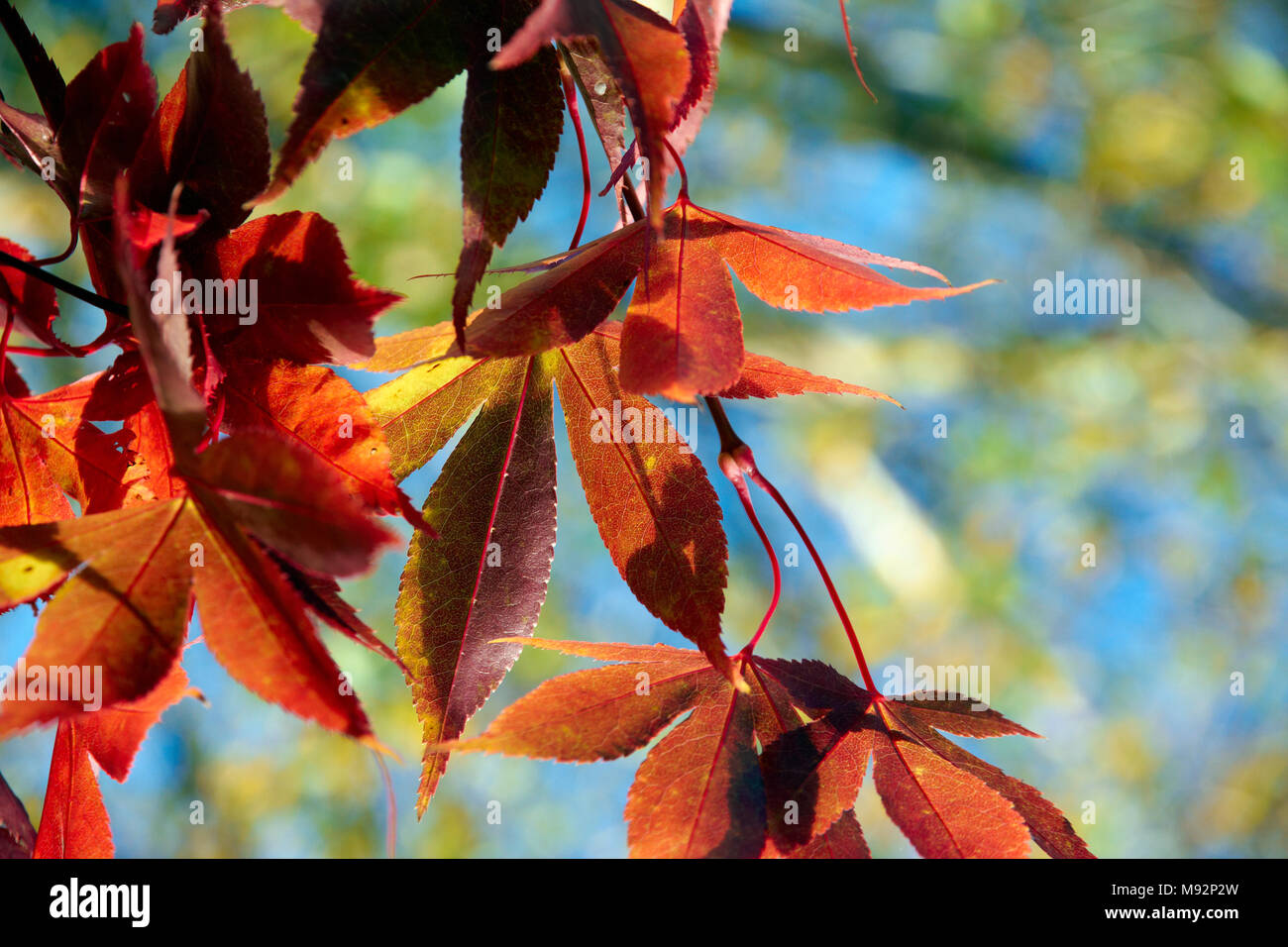 Herbst Pflanzen, Gräser & Seedheads Stockfoto