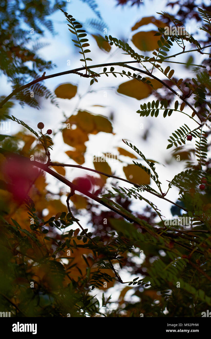 Herbst Pflanzen, Gräser & Seedheads Stockfoto