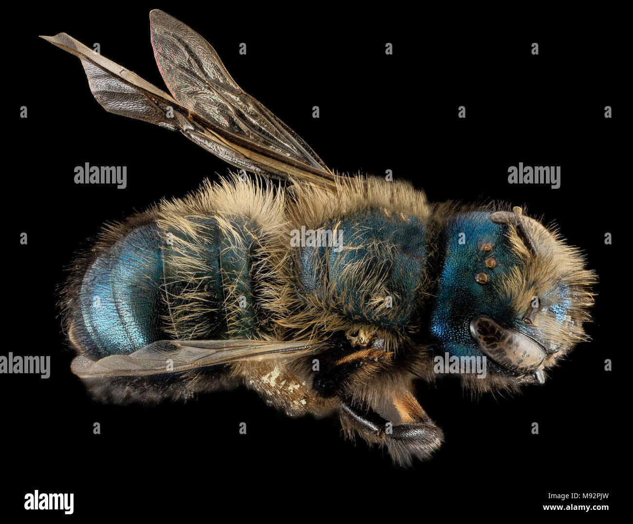 Osmia lignaria, F, Zurück, Washington, DC Stockfoto