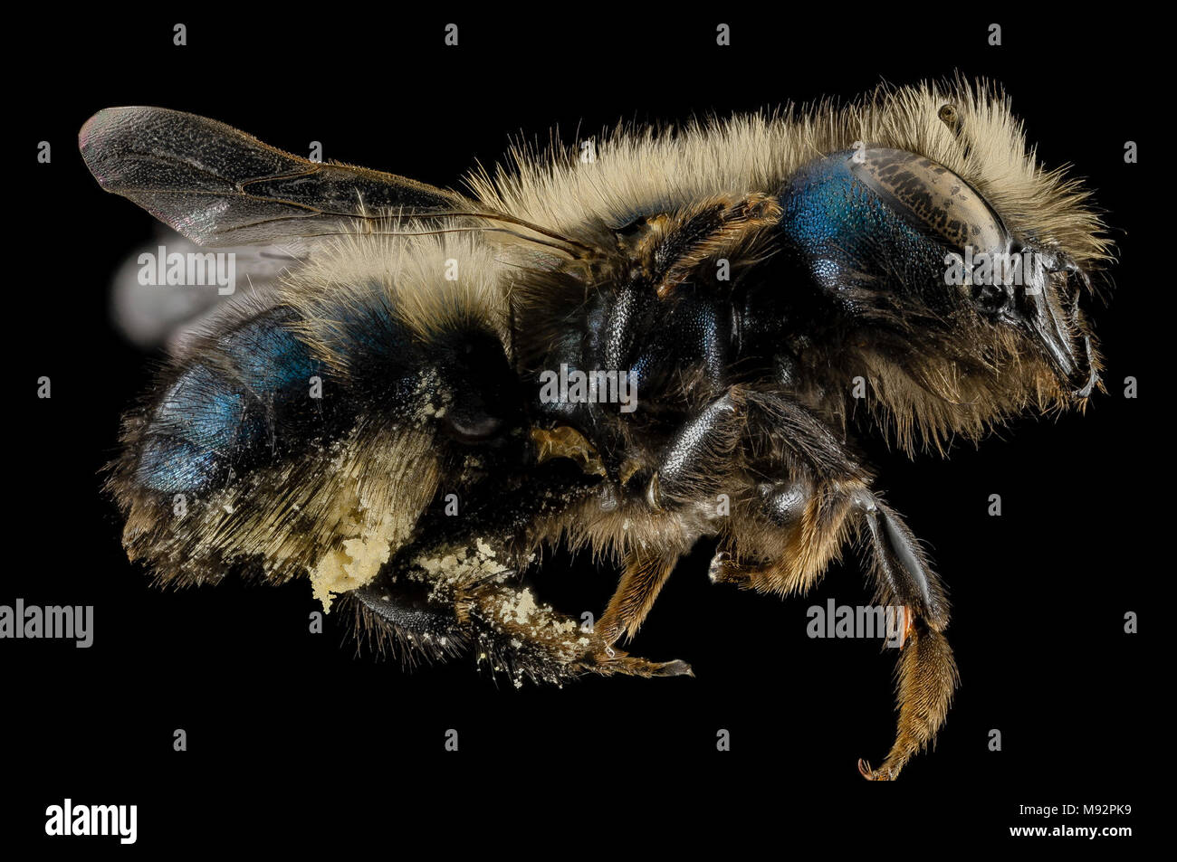 Osmia lignaria, F, Seite, Washington, DC Stockfoto