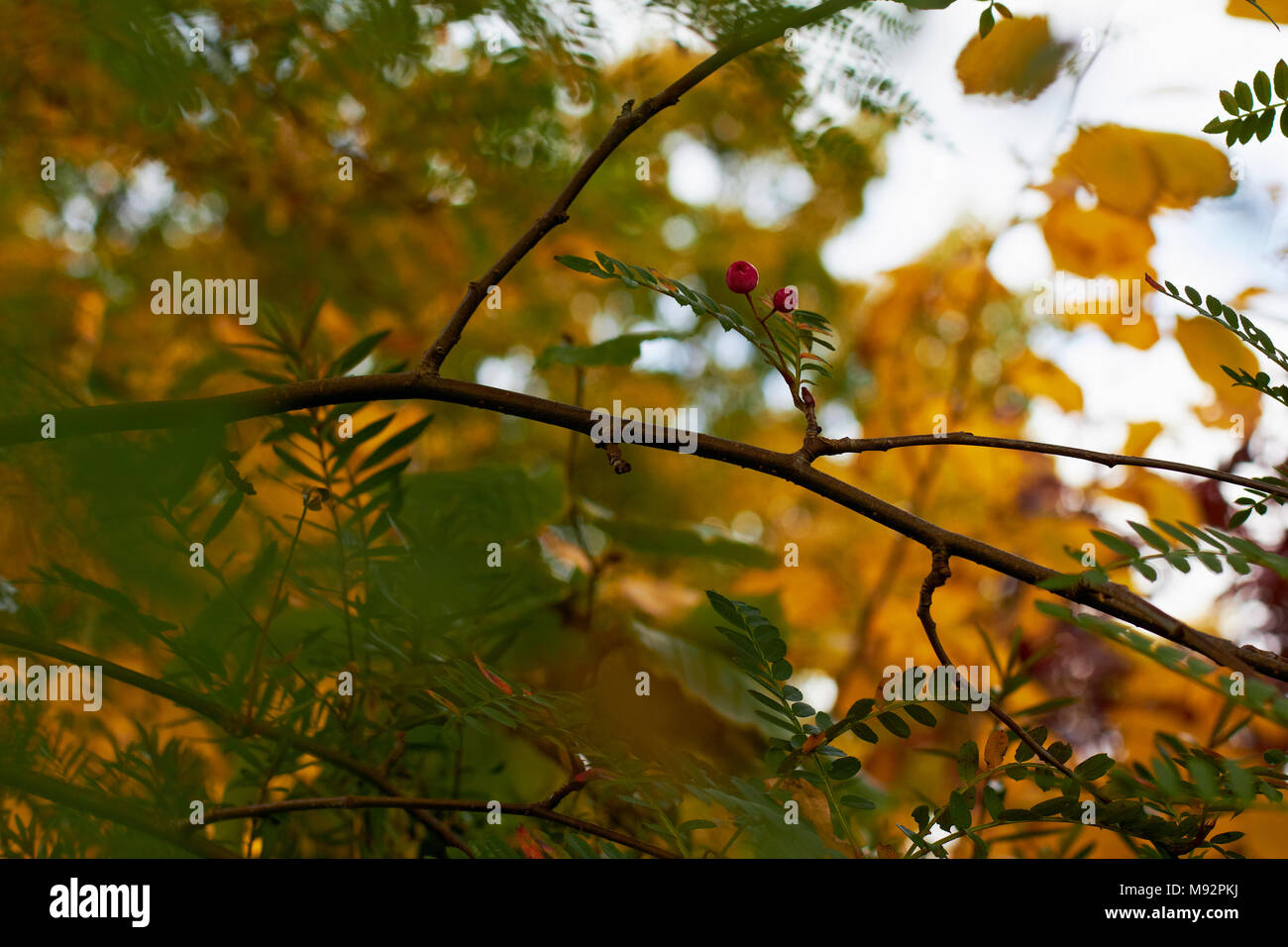 Herbst Pflanzen, Gräser & Seedheads Stockfoto