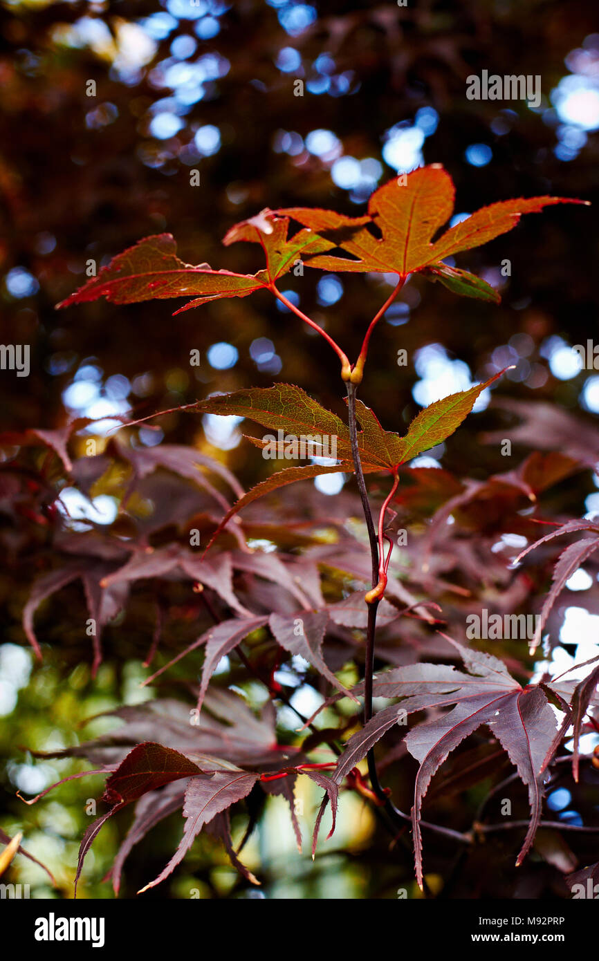Herbst Pflanzen, Gräser & Seedheads Stockfoto