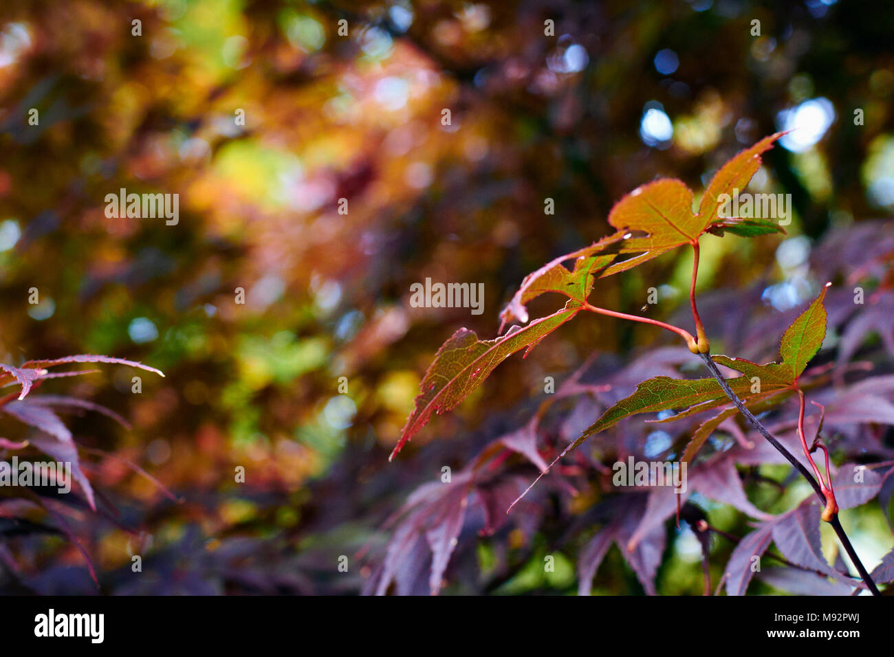 Herbst Pflanzen, Gräser & Seedheads Stockfoto