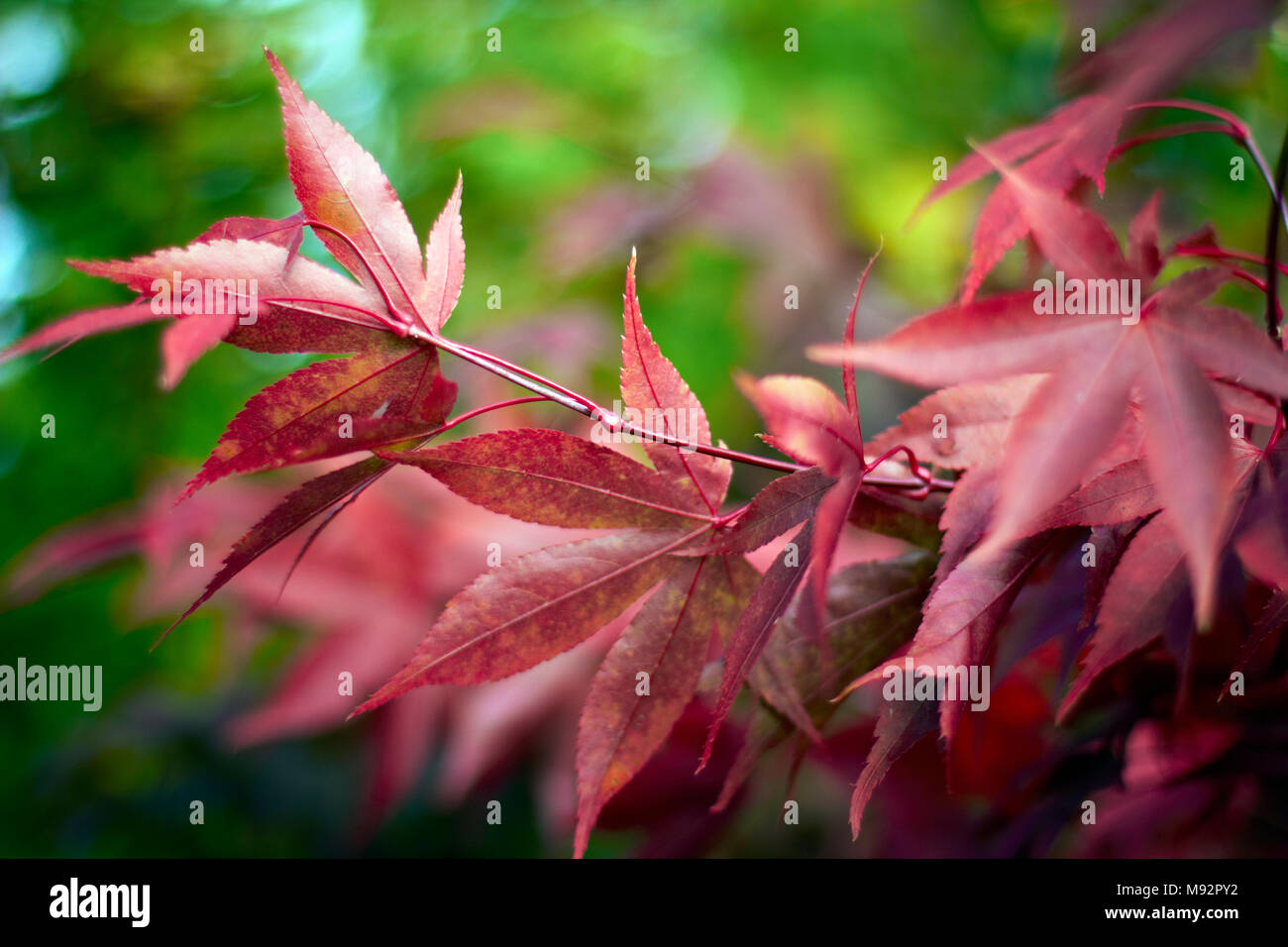 Herbst Pflanzen, Gräser & Seedheads Stockfoto