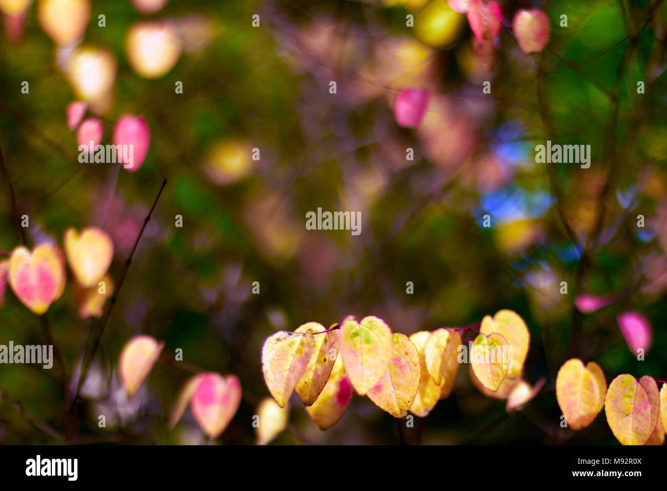 Herbst Pflanzen, Gräser & Seedheads Stockfoto