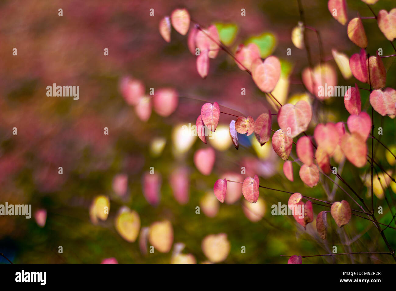 Herbst Pflanzen, Gräser & Seedheads Stockfoto