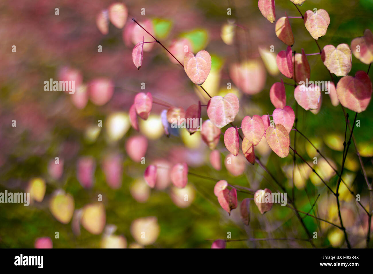 Herbst Pflanzen, Gräser & Seedheads Stockfoto