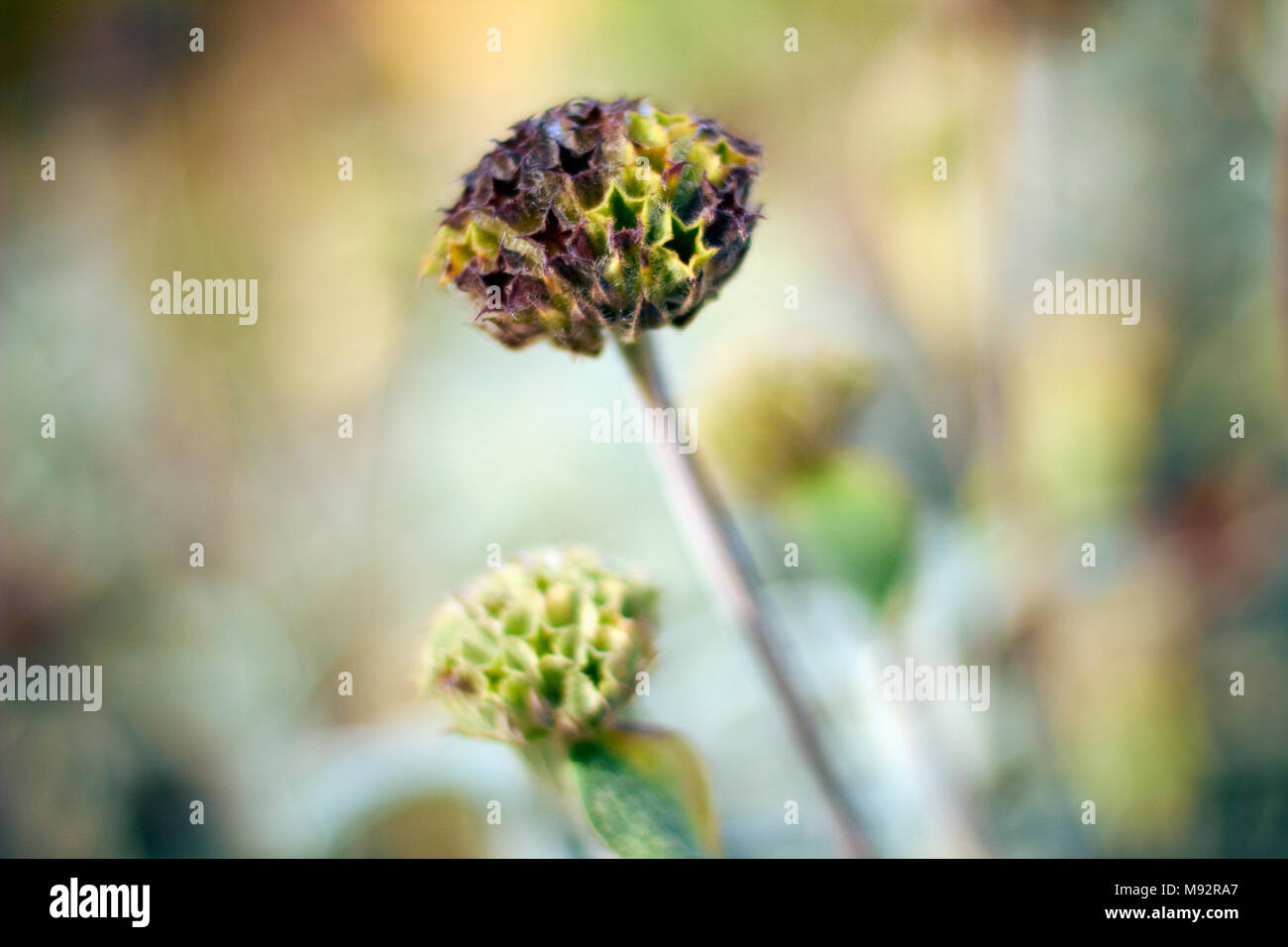Herbst Pflanzen, Gräser & Seedheads Stockfoto