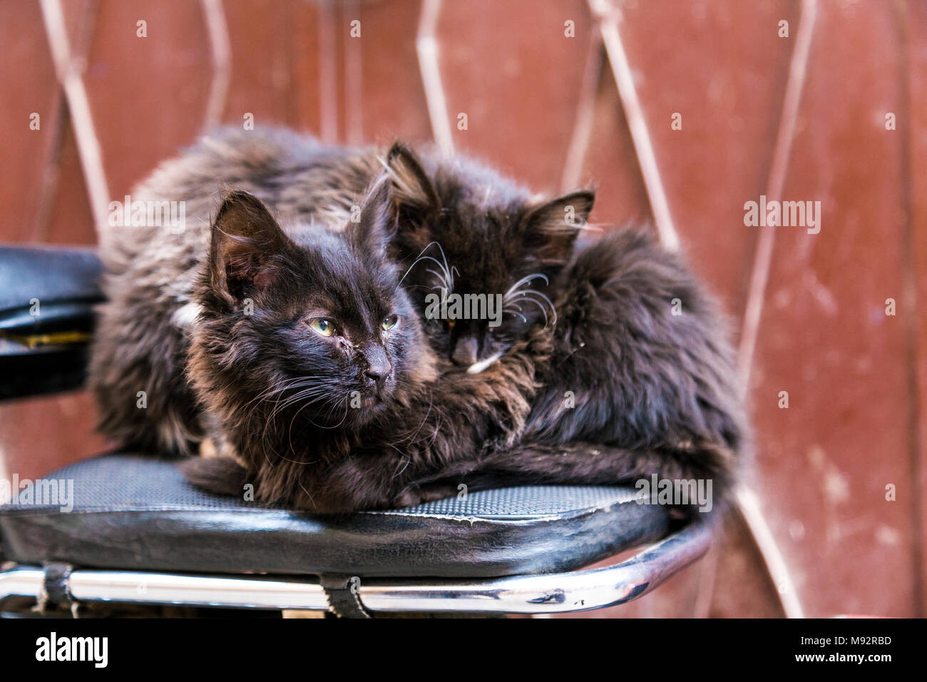 Zwei heimatlose Katzen in der Straße in Marrkesh, Marokko kuscheln Stockfoto