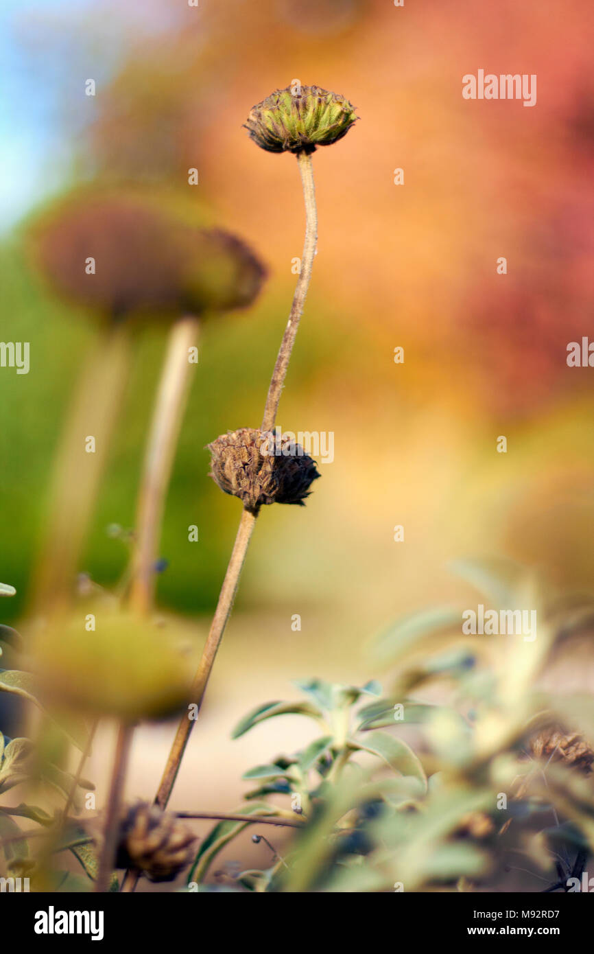 Herbst Pflanzen, Gräser & Seedheads Stockfoto