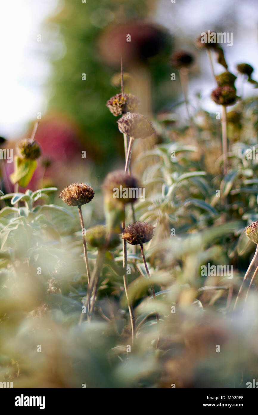 Herbst Pflanzen, Gräser & Seedheads Stockfoto