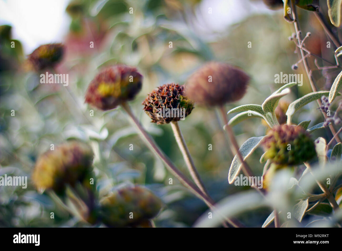 Herbst Pflanzen, Gräser & Seedheads Stockfoto