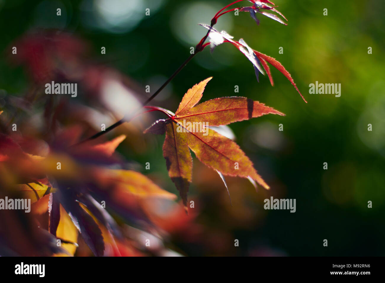 Herbst Pflanzen, Gräser & Seedheads Stockfoto