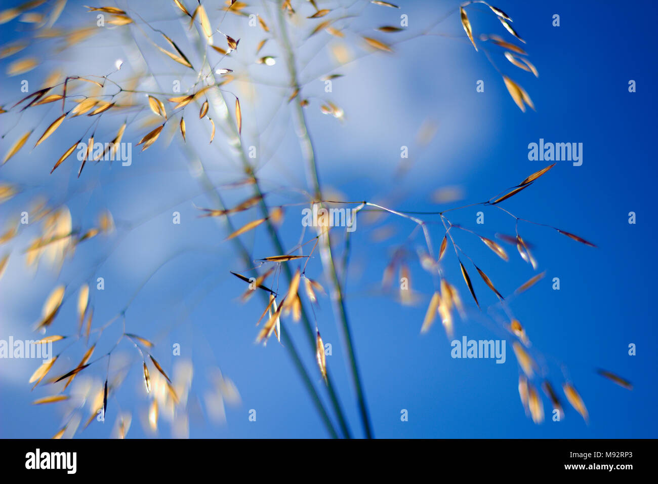 Herbst Pflanzen, Gräser & Seedheads Stockfoto