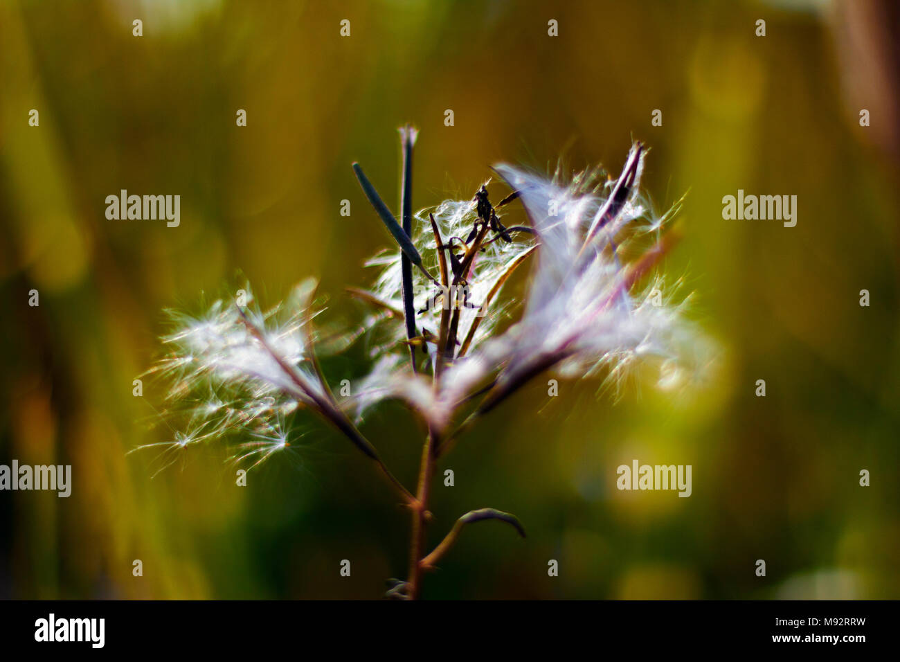 Herbst Pflanzen, Gräser & Seedheads Stockfoto
