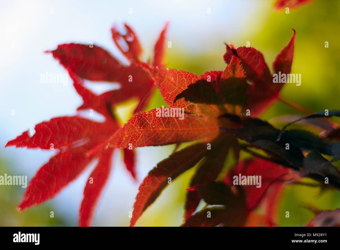 Herbst Pflanzen, Gräser & Seedheads Stockfoto