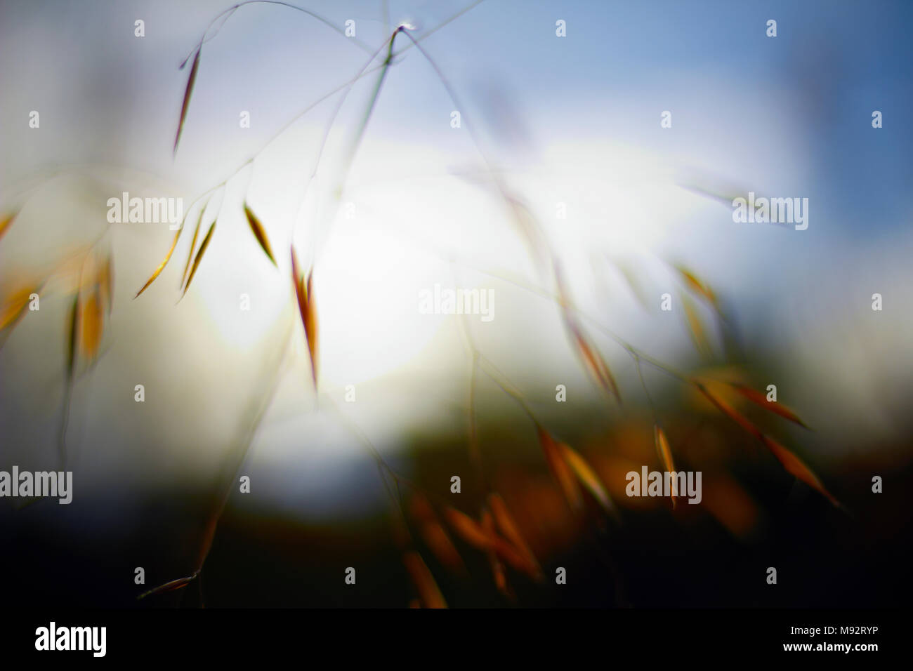 Herbst Pflanzen, Gräser & Seedheads Stockfoto