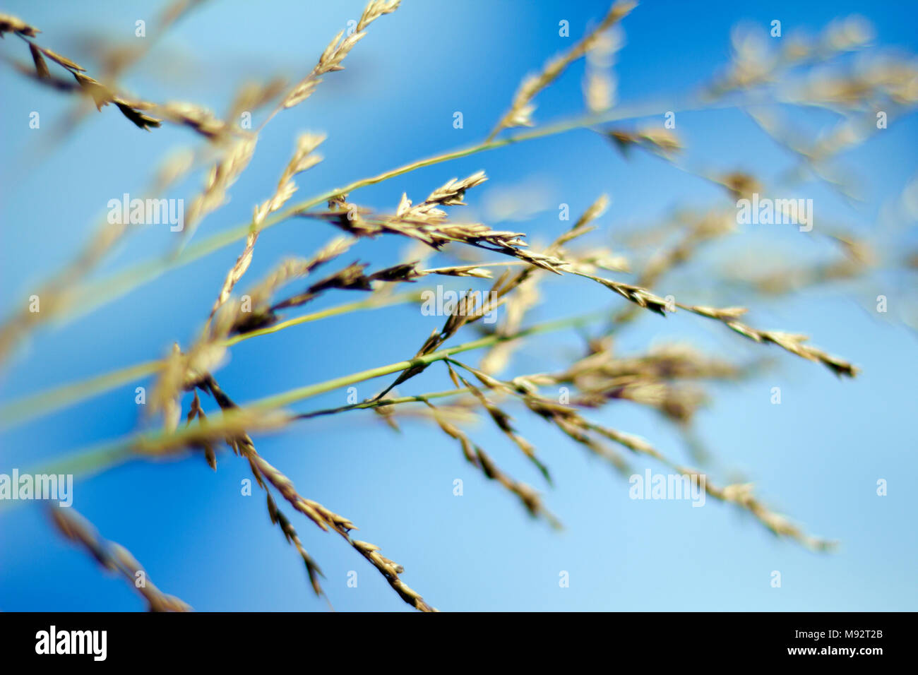 Herbst Pflanzen, Gräser & Seedheads Stockfoto